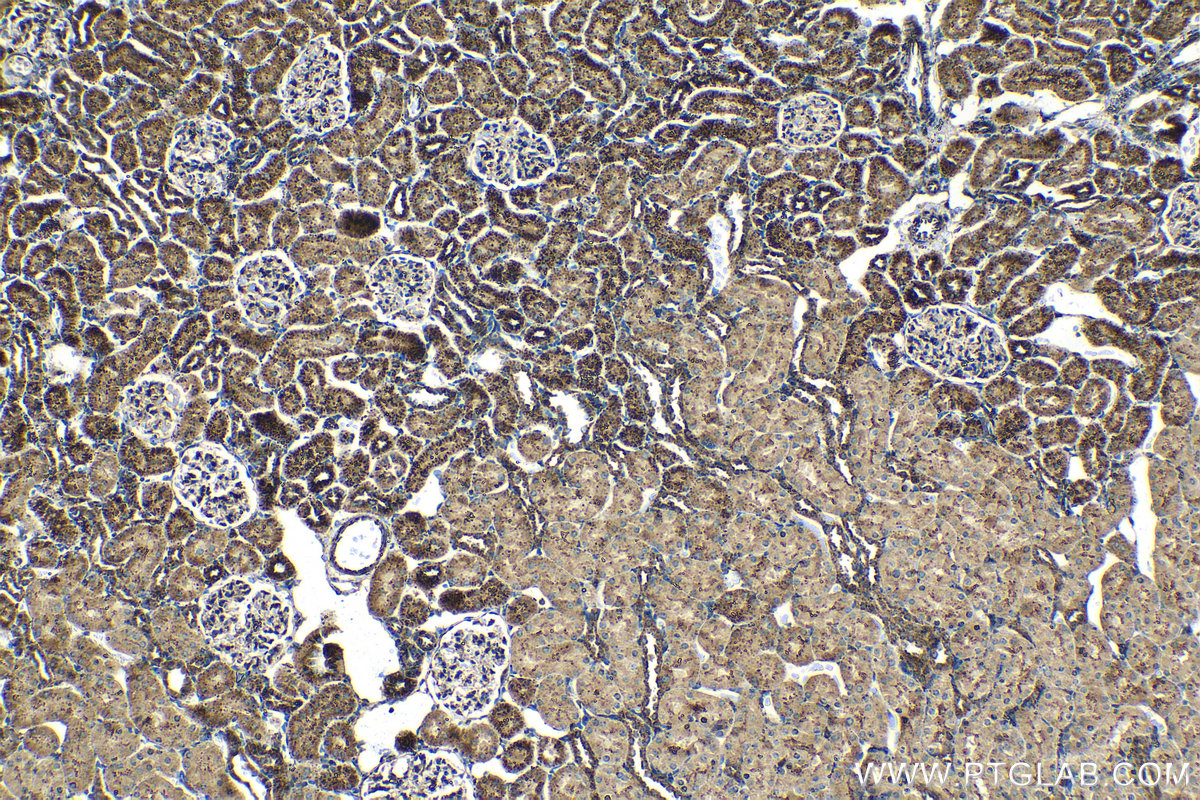 Immunohistochemical analysis of paraffin-embedded rat kidney tissue slide using KHC1407 (PSAP IHC Kit).