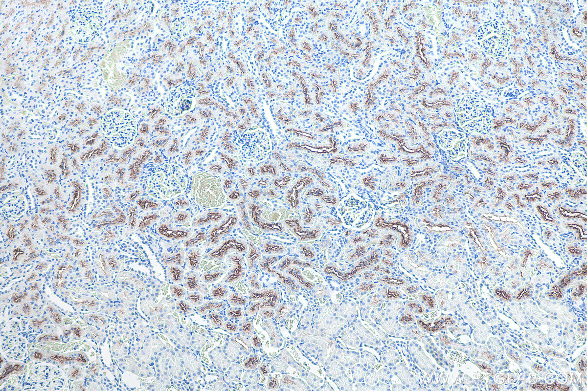 Immunohistochemical analysis of paraffin-embedded rat kidney tissue slide using KHC0066 (PSMA/FOLH1 IHC Kit).