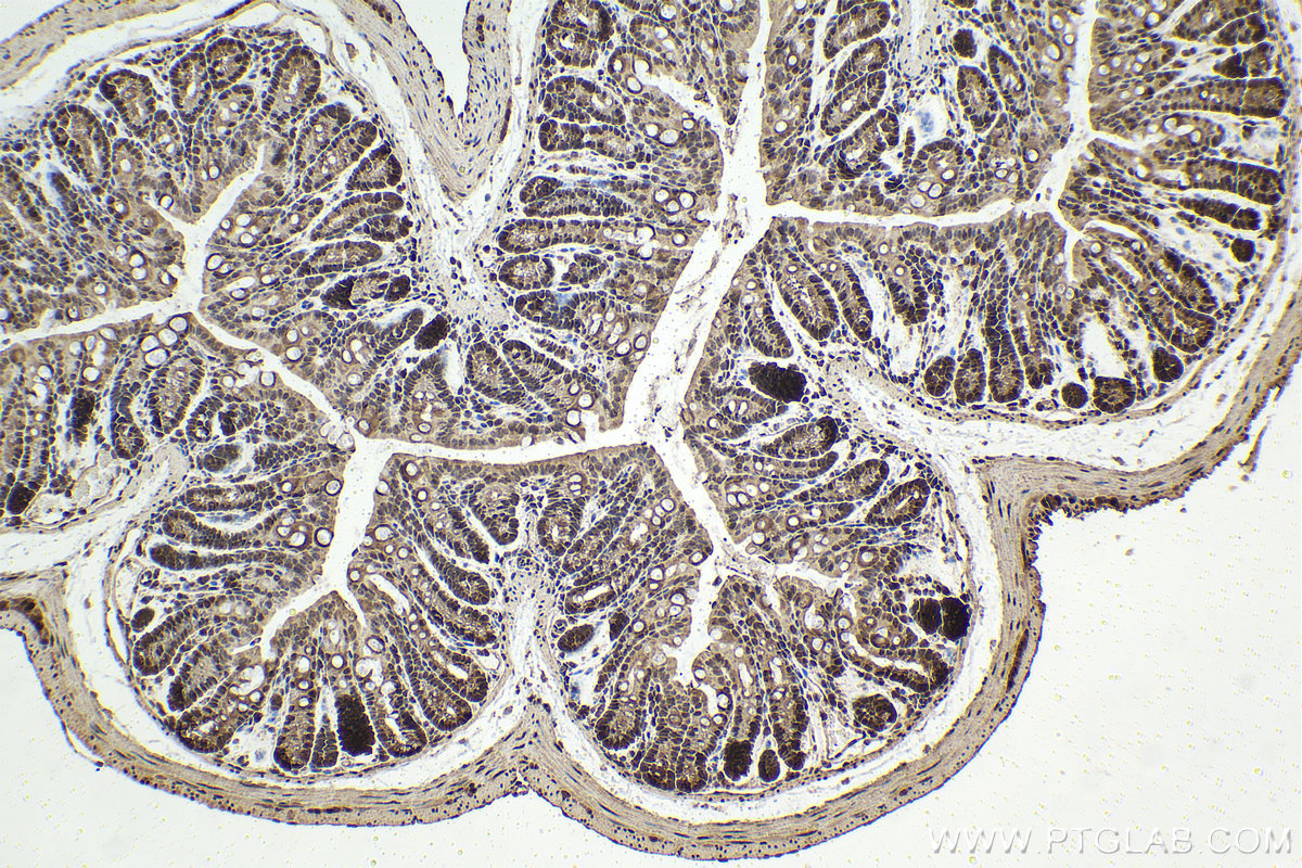 Immunohistochemical analysis of paraffin-embedded mouse colon tissue slide using KHC1638 (PSMA6 IHC Kit).