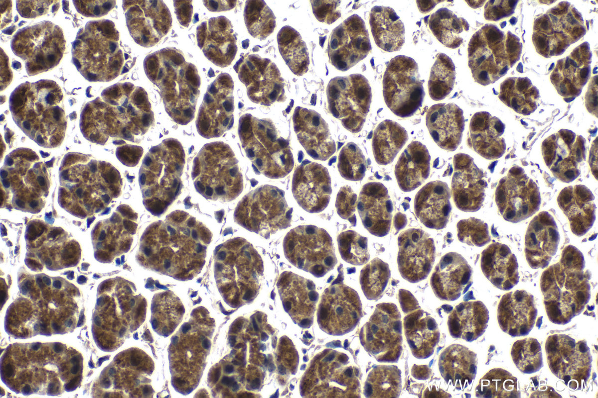 Immunohistochemical analysis of paraffin-embedded mouse stomach tissue slide using KHC1572 (PSMB4 IHC Kit).