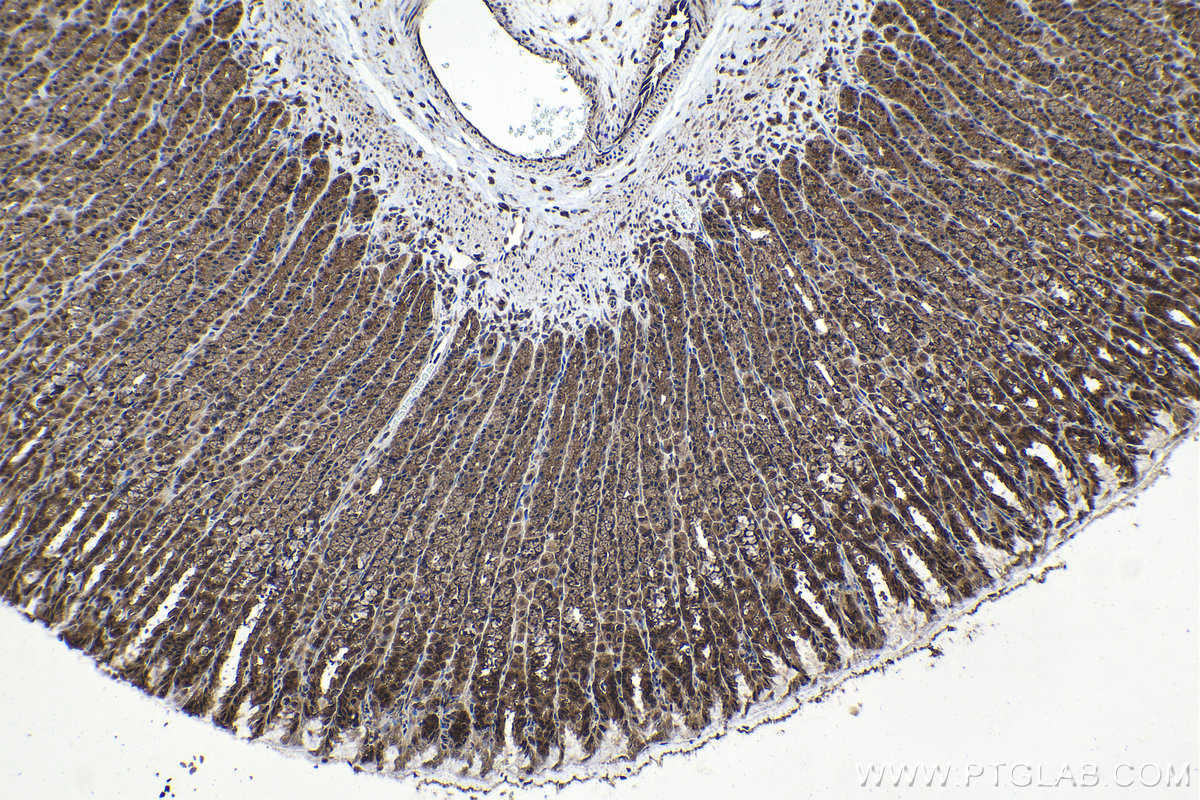 Immunohistochemical analysis of paraffin-embedded rat stomach tissue slide using KHC1572 (PSMB4 IHC Kit).