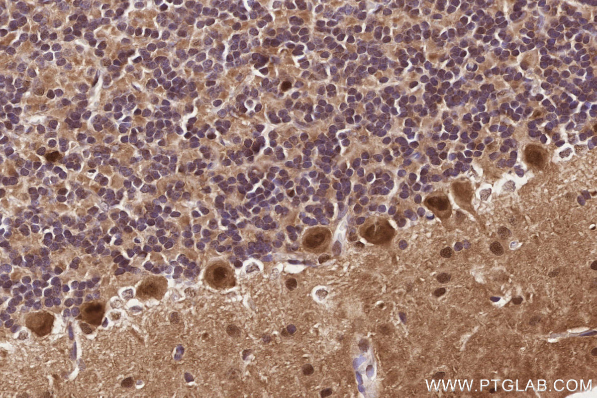 Immunohistochemical analysis of paraffin-embedded rat cerebellum tissue slide using KHC2839 (PSMD1 IHC Kit).