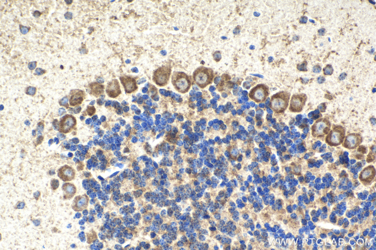 Immunohistochemical analysis of paraffin-embedded mouse cerebellum tissue slide using KHC2047 (PSMD14 IHC Kit).