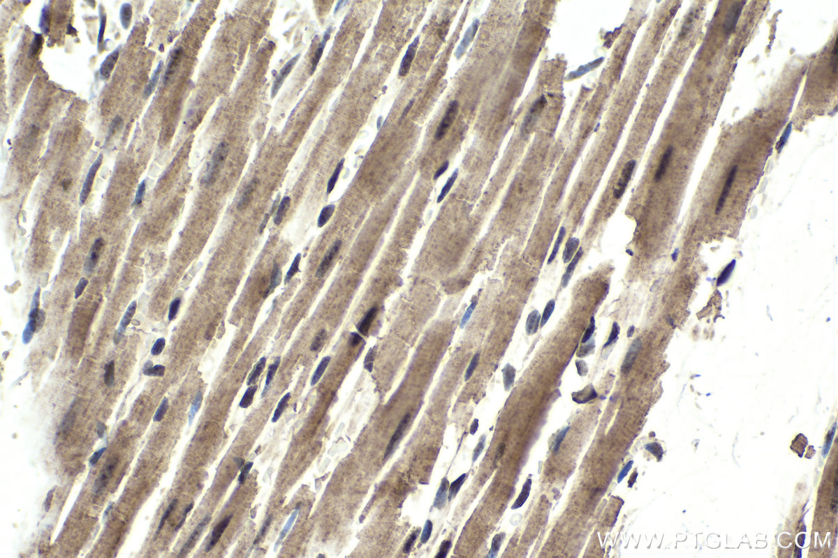 Immunohistochemical analysis of paraffin-embedded rat heart tissue slide using KHC1745 (PSME4 IHC Kit).