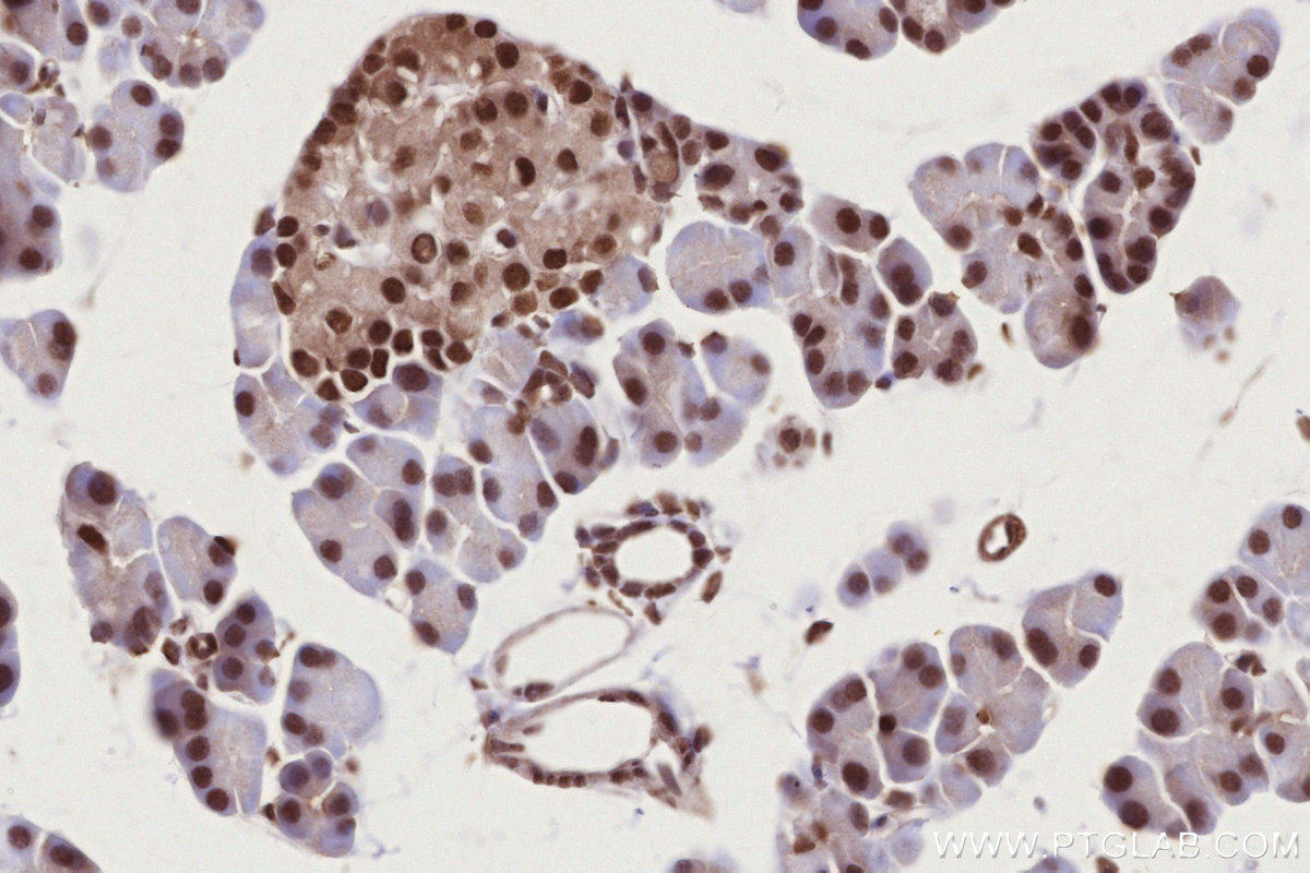 Immunohistochemical analysis of paraffin-embedded rat pancreas tissue slide using KHC2740 (PSPC1 IHC Kit).