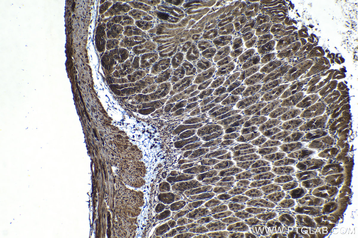 Immunohistochemical analysis of paraffin-embedded mouse stomach tissue slide using KHC1316 (PTPN2 IHC Kit).