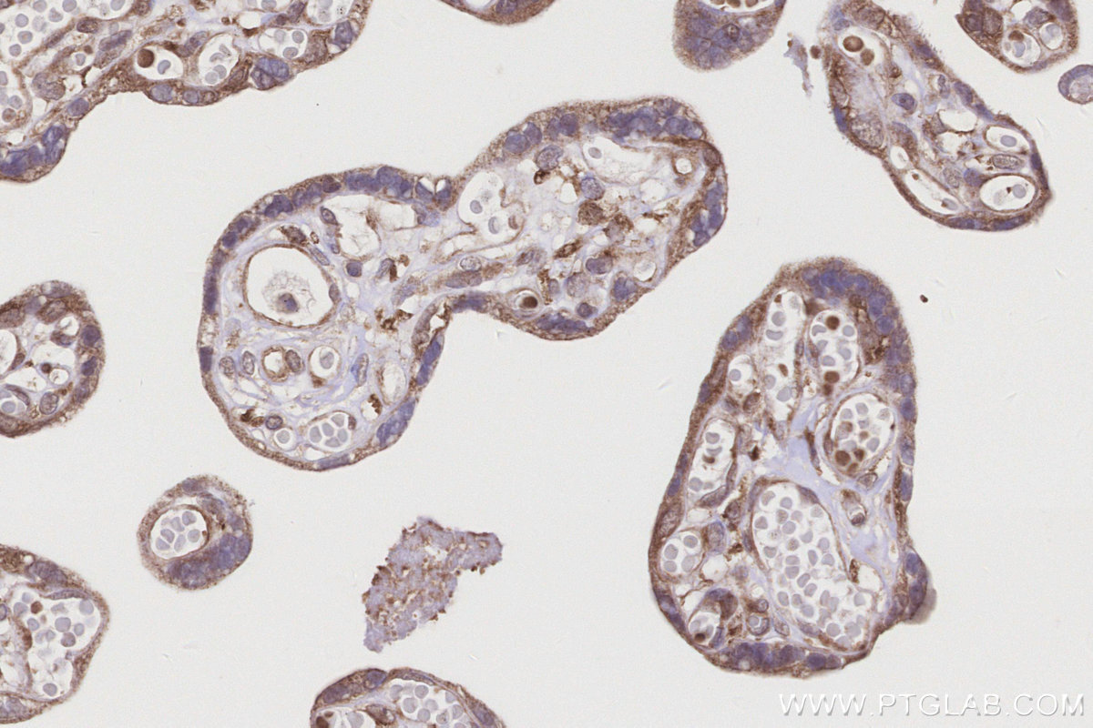 Immunohistochemical analysis of paraffin-embedded human placenta tissue slide using KHC3210 (PTPN9 IHC Kit).