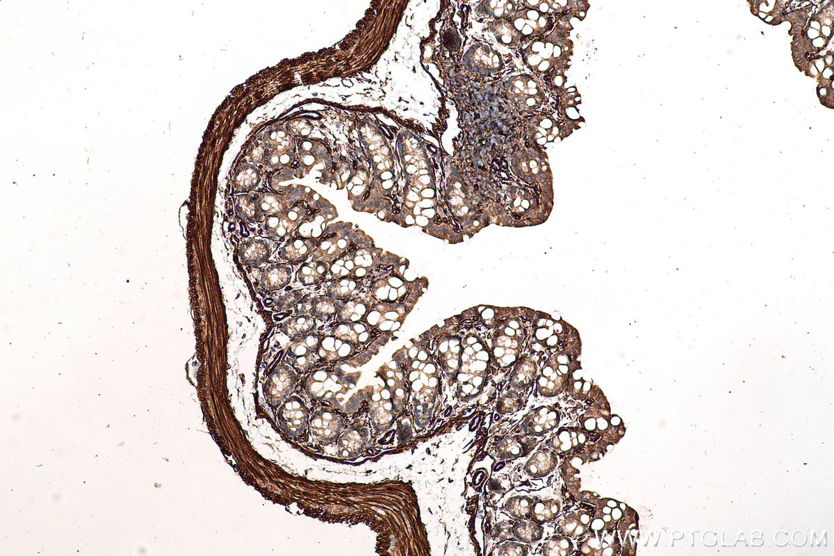 Immunohistochemical analysis of paraffin-embedded mouse colon tissue slide using KHC0677 (PTRF IHC Kit).