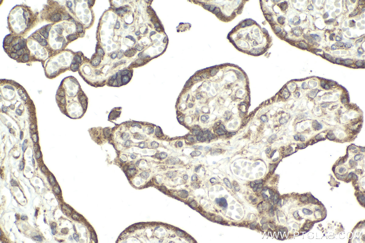Immunohistochemical analysis of paraffin-embedded human placenta tissue slide using KHC2043 (QSOX1/Quiescin Q6 IHC Kit).