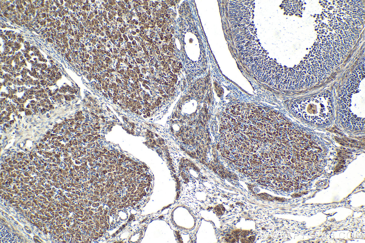 Immunohistochemical analysis of paraffin-embedded rat ovary tissue slide using KHC2043 (QSOX1/Quiescin Q6 IHC Kit).