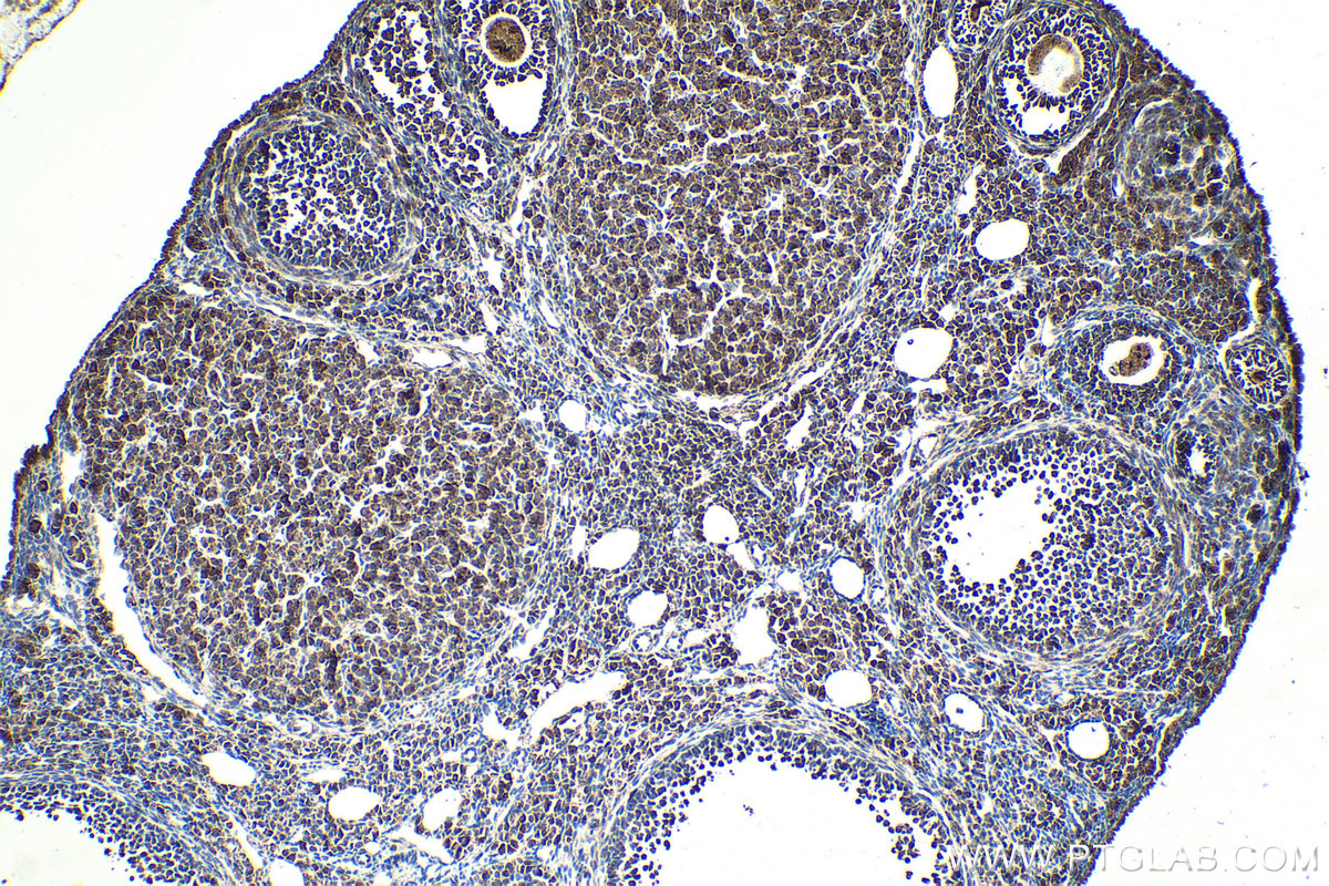 Immunohistochemical analysis of paraffin-embedded mouse ovary tissue slide using KHC2043 (QSOX1/Quiescin Q6 IHC Kit).
