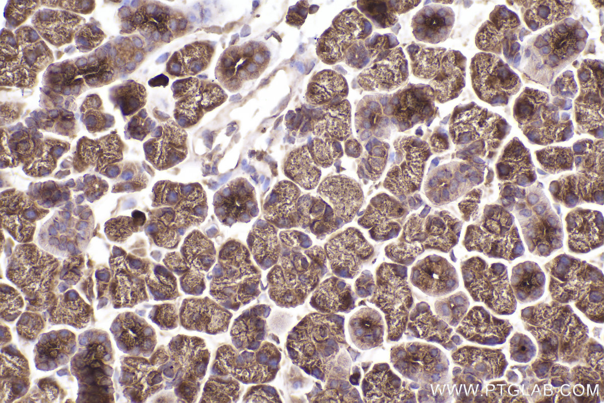 Immunohistochemical analysis of paraffin-embedded mouse salivary gland tissue slide using KHC2501 (RAB11B IHC Kit).