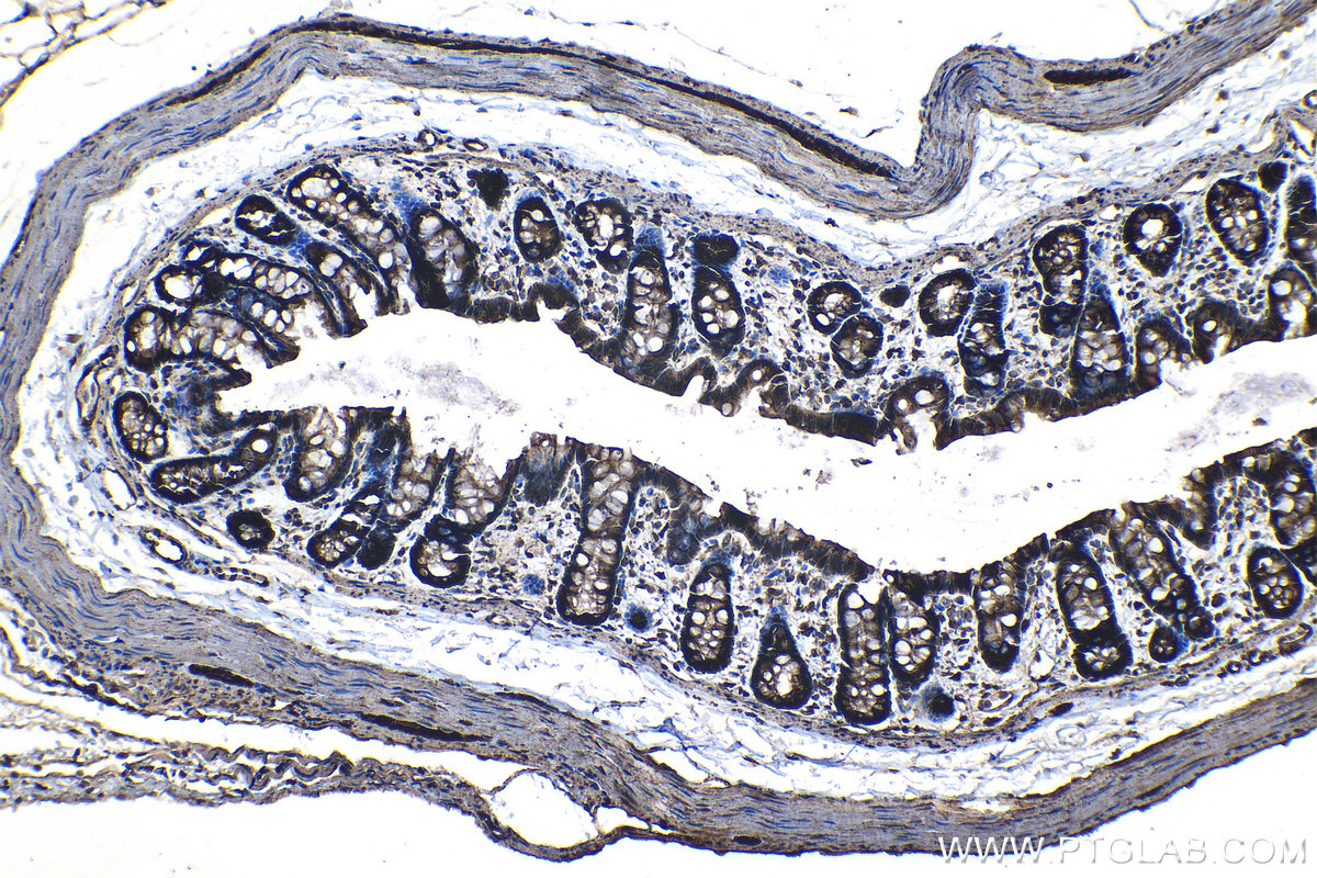 Immunohistochemical analysis of paraffin-embedded rat colon tissue slide using KHC1276 (RAB11FIP5 IHC Kit).