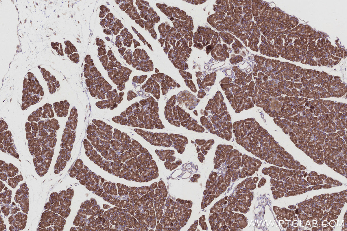 Immunohistochemical analysis of paraffin-embedded rat pancreas tissue slide using KHC2935 (RAB18 IHC Kit).