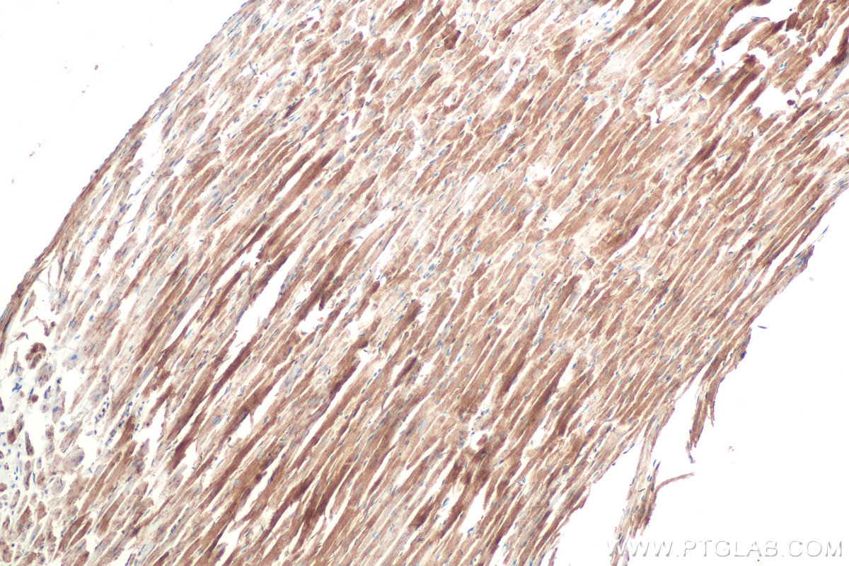 Immunohistochemical analysis of paraffin-embedded rat heart tissue slide using KHC0838 (RAB1B IHC Kit).