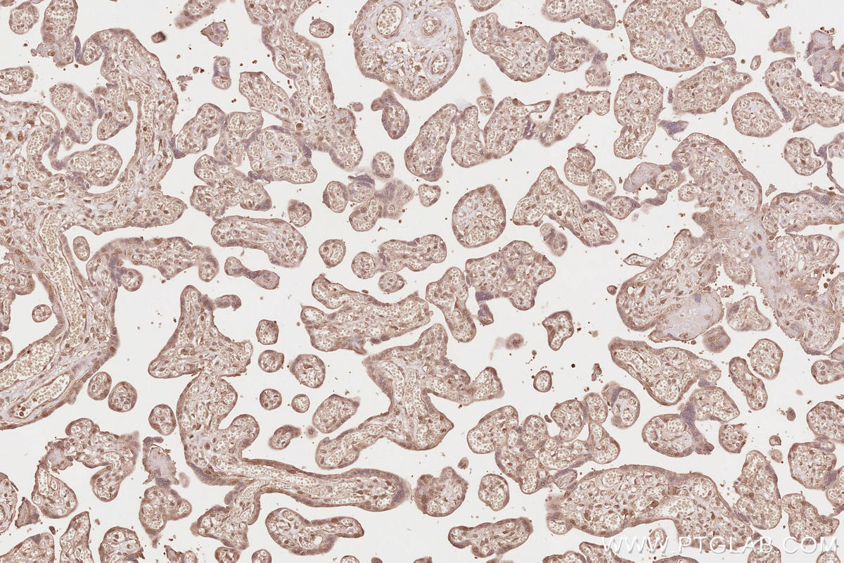 Immunohistochemical analysis of paraffin-embedded human placenta tissue slide using KHC2640 (RAB43 IHC Kit).