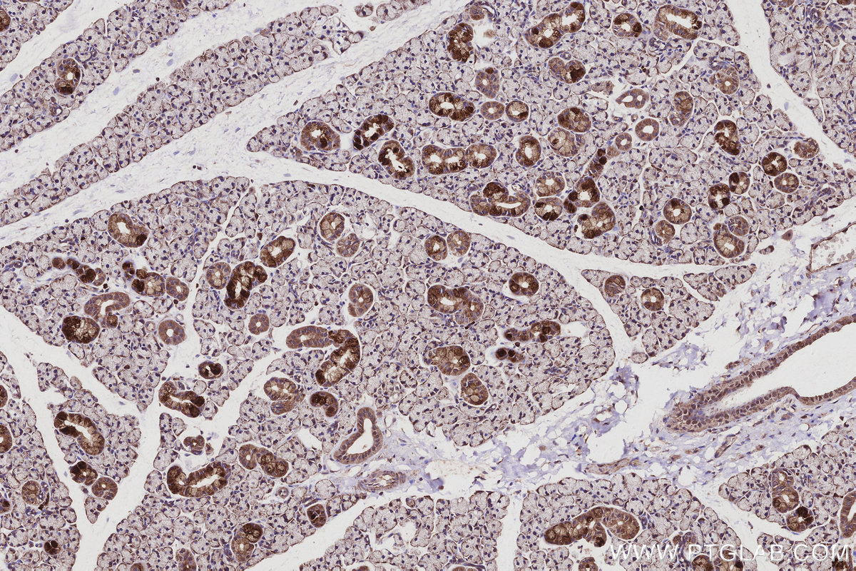 Immunohistochemical analysis of paraffin-embedded rat salivary gland tissue slide using KHC2936 (RAB9B IHC Kit).