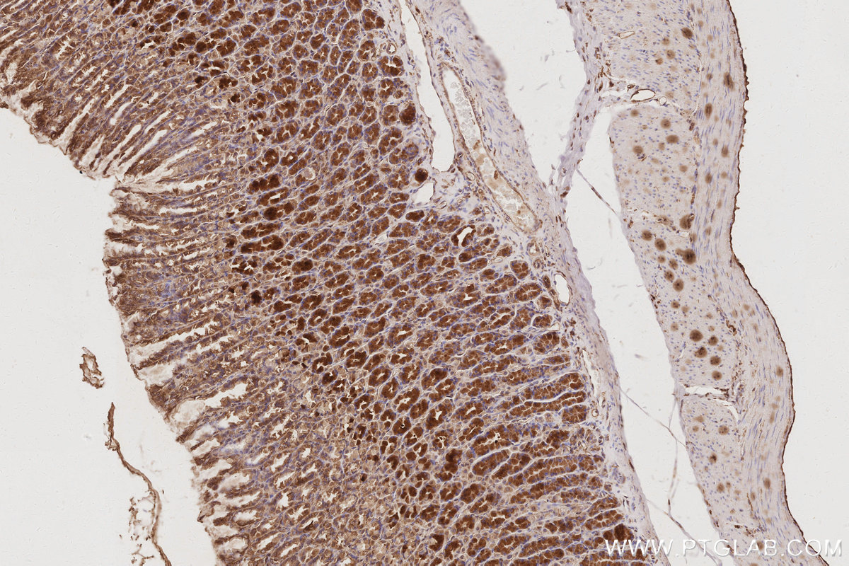 Immunohistochemical analysis of paraffin-embedded rat stomach tissue slide using KHC3066 (RABGAP1 IHC Kit).