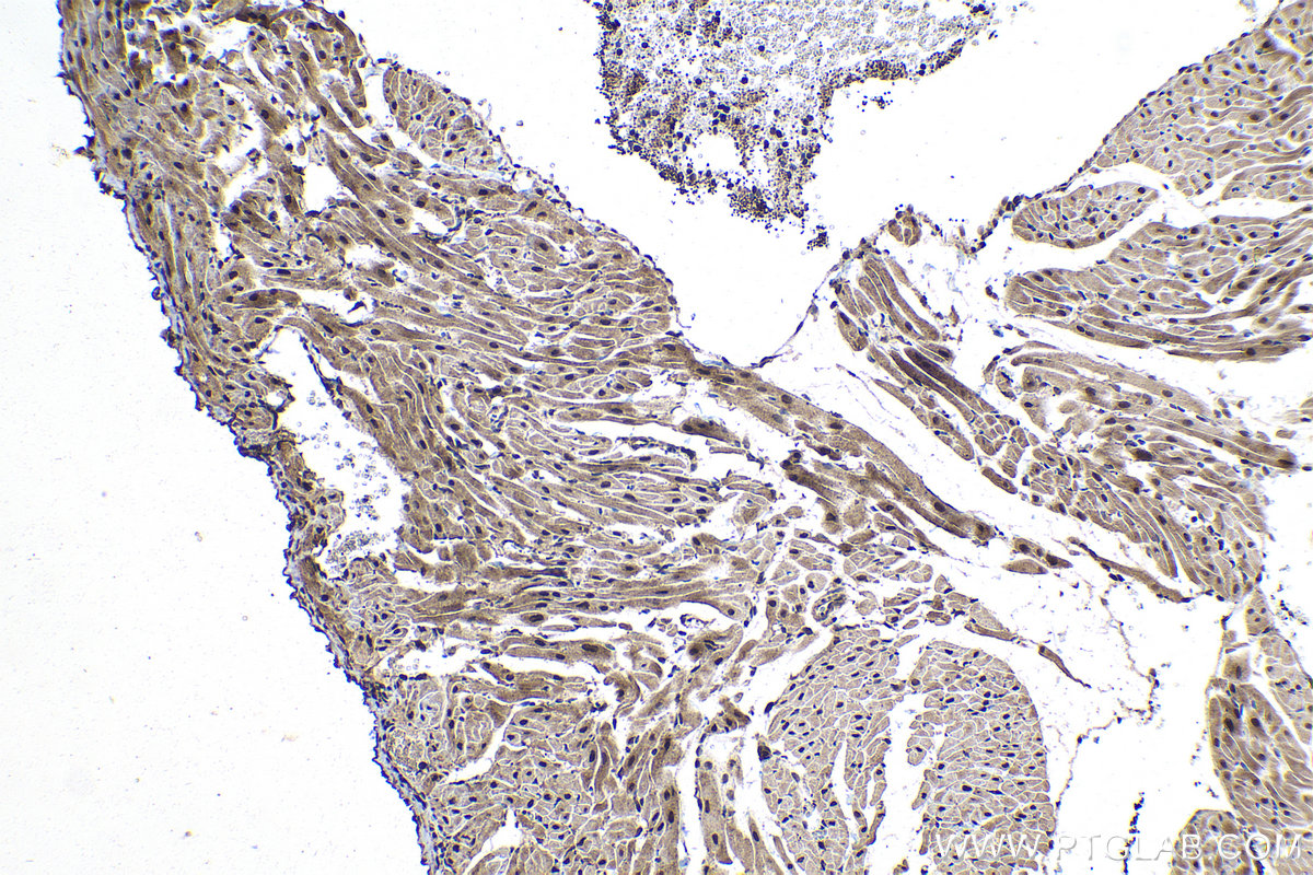 Immunohistochemical analysis of paraffin-embedded rat heart tissue slide using KHC1041 (RANBP9 IHC Kit).