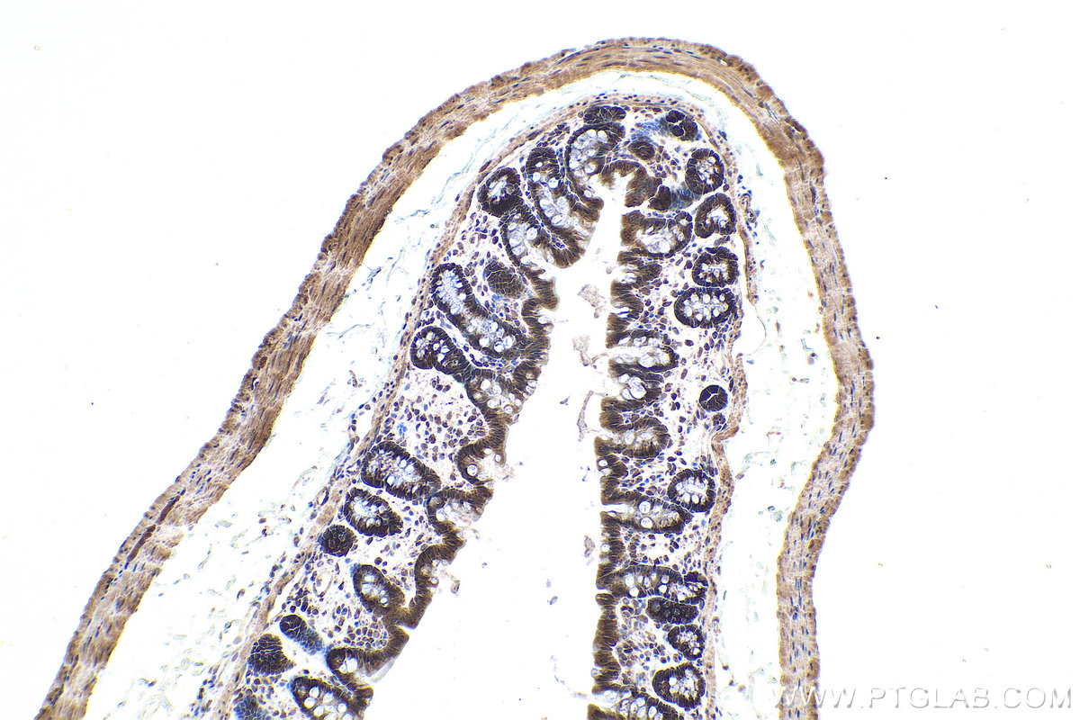 Immunohistochemical analysis of paraffin-embedded rat colon tissue slide using KHC0922 (RAP1GDS1 IHC Kit).