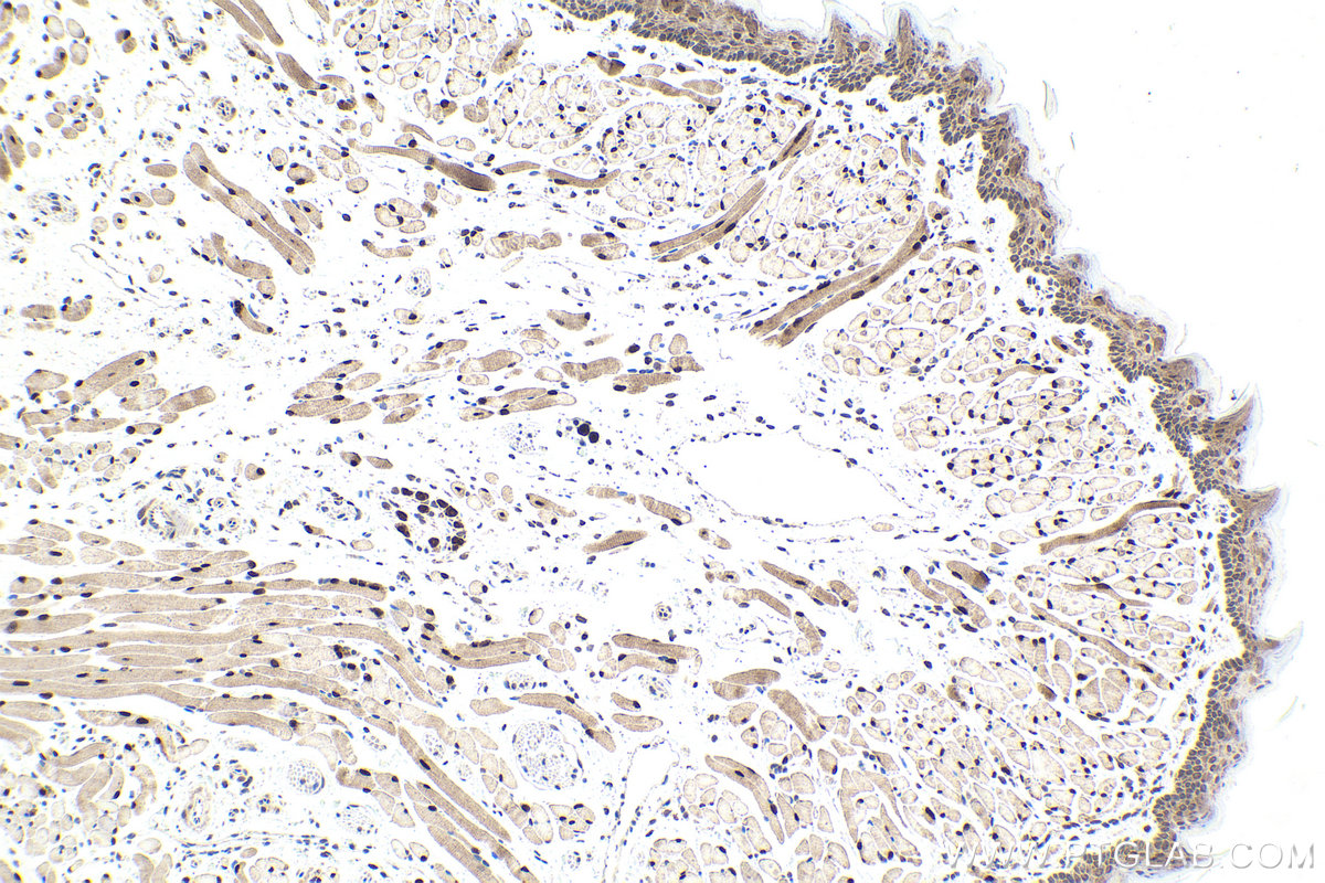 Immunohistochemical analysis of paraffin-embedded mouse tongue tissue slide using KHC1966 (RBFOX1/A2BP1 IHC Kit).