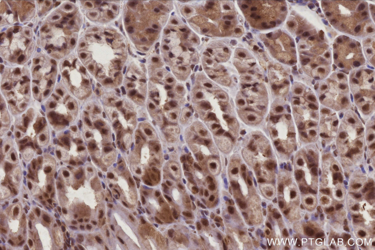 Immunohistochemical analysis of paraffin-embedded mouse stomach tissue slide using KHC2965 (RBM22 IHC Kit).