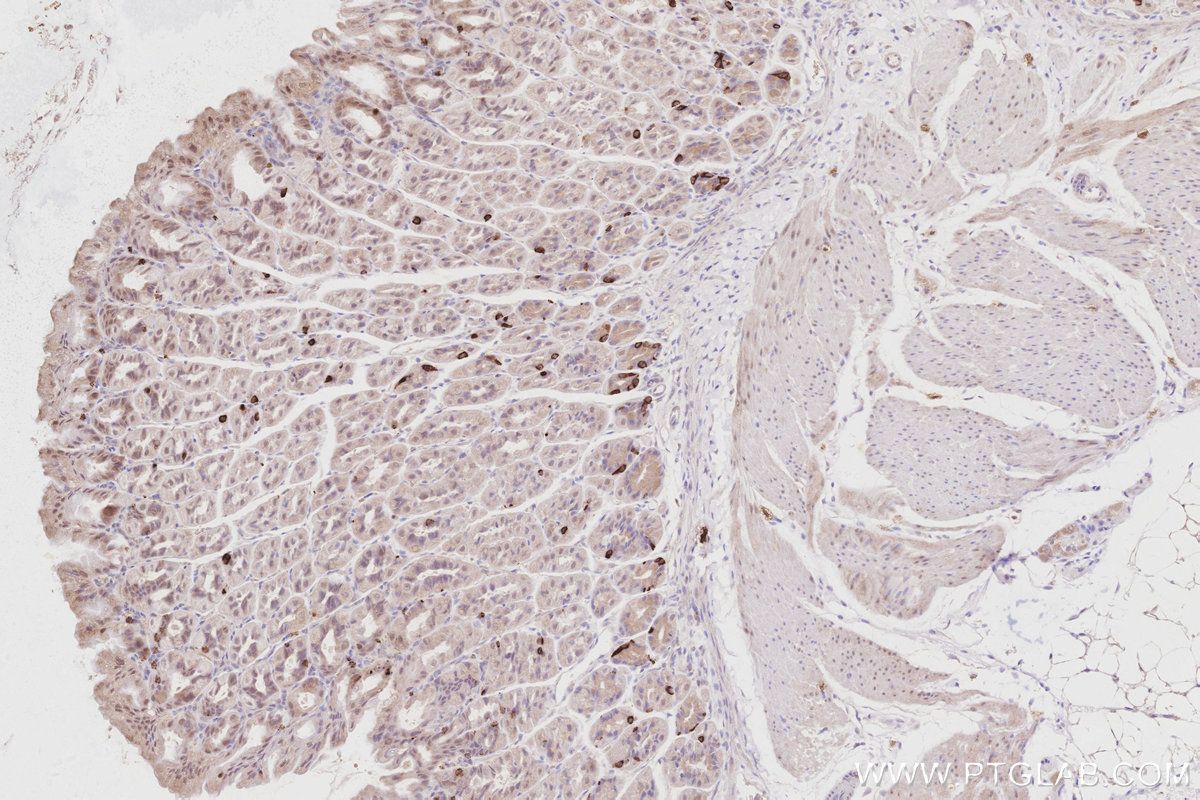 Immunohistochemical analysis of paraffin-embedded mouse stomach tissue slide using KHC2901 (RBM38 IHC Kit).