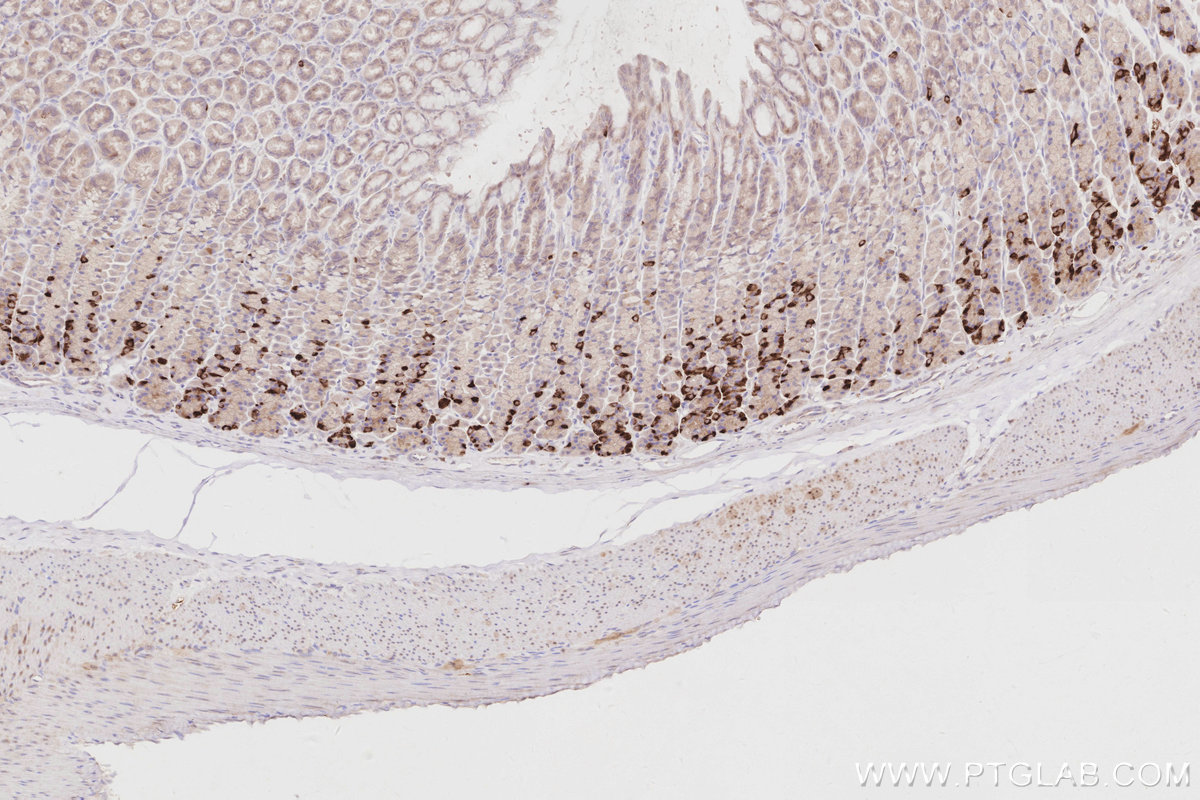 Immunohistochemical analysis of paraffin-embedded rat stomach tissue slide using KHC2901 (RBM38 IHC Kit).