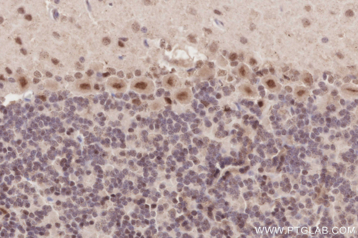 Immunohistochemical analysis of paraffin-embedded rat cerebellum tissue slide using KHC2878 (RBM4 IHC Kit).