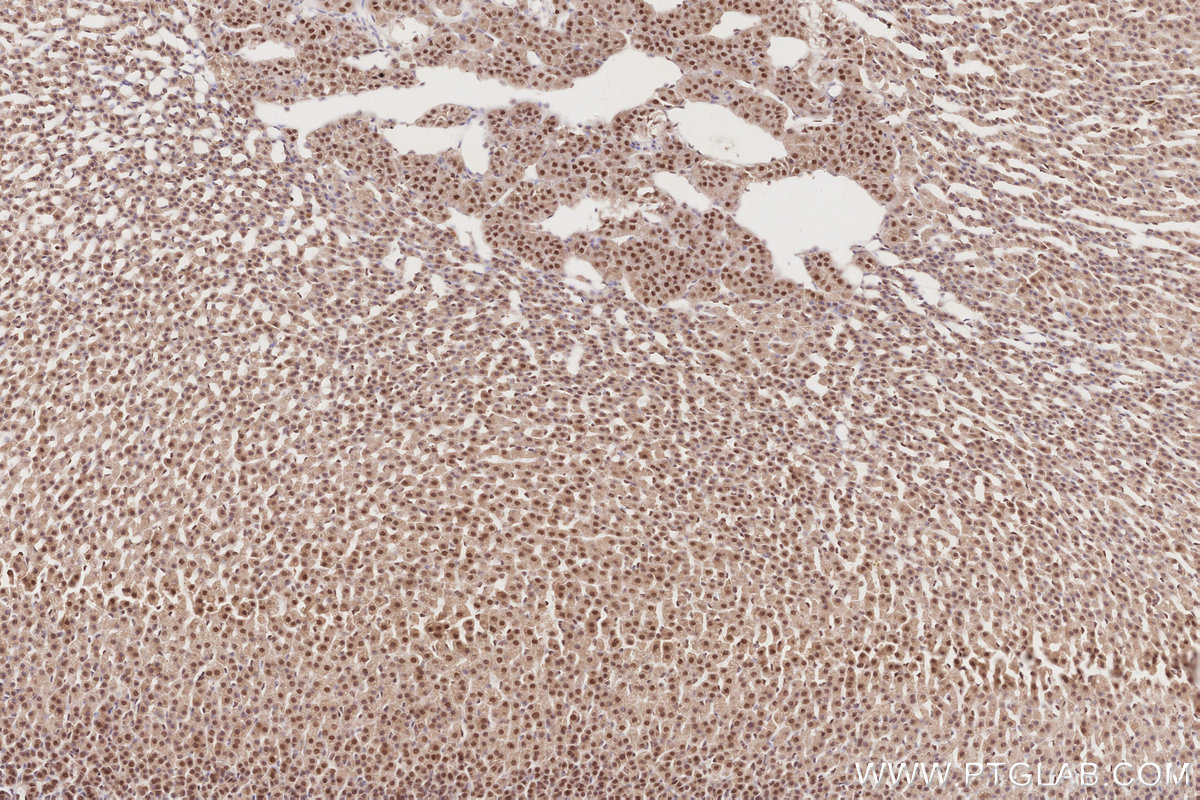 Immunohistochemical analysis of paraffin-embedded rat adrenal gland tissue slide using KHC2878 (RBM4 IHC Kit).