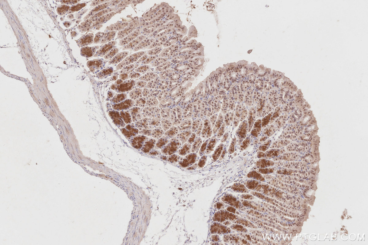 Immunohistochemical analysis of paraffin-embedded mouse stomach tissue slide using KHC2878 (RBM4 IHC Kit).