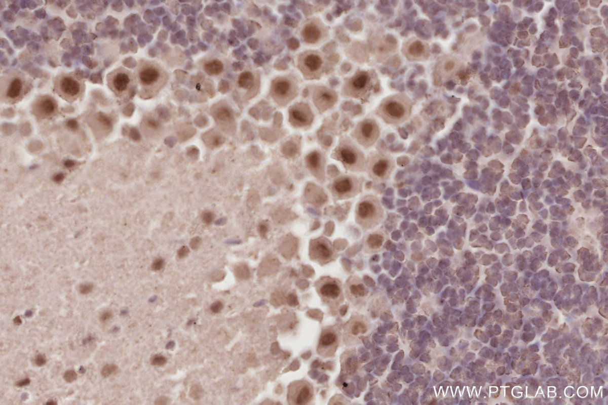 Immunohistochemical analysis of paraffin-embedded mouse cerebellum tissue slide using KHC2878 (RBM4 IHC Kit).