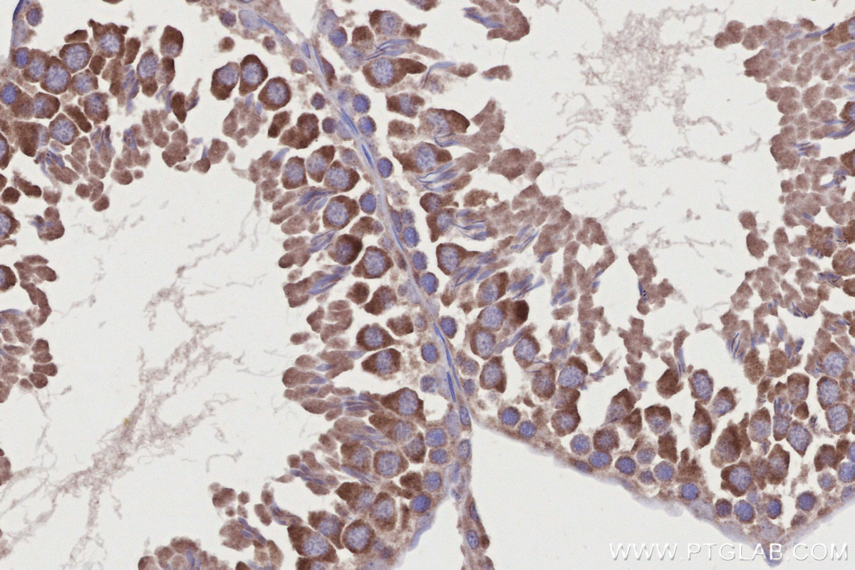 Immunohistochemical analysis of paraffin-embedded rat testis tissue slide using KHC2710 (RBM46 IHC Kit).