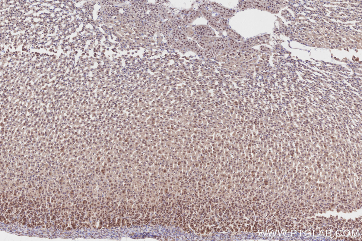 Immunohistochemical analysis of paraffin-embedded rat adrenal gland tissue slide using KHC2814 (RCHY1/Pirh2 IHC Kit).