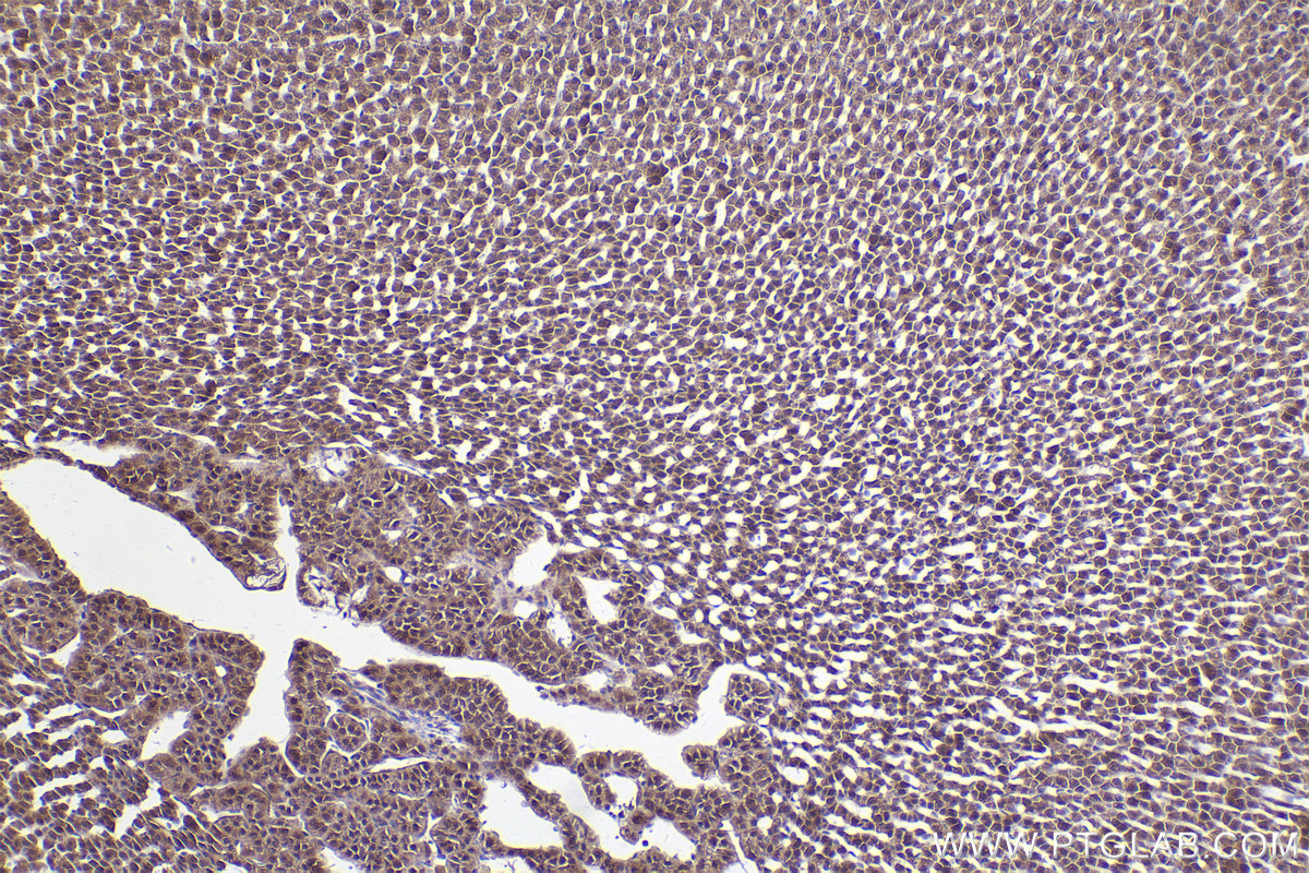 Immunohistochemical analysis of paraffin-embedded rat adrenal gland tissue slide using KHC2712 (RDH11 IHC Kit).