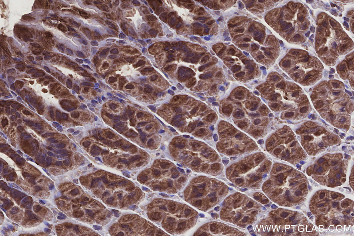 Immunohistochemical analysis of paraffin-embedded mouse stomach tissue slide using KHC2920 (REEP4 IHC Kit).