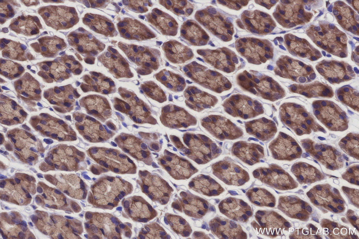 Immunohistochemical analysis of paraffin-embedded rat stomach tissue slide using KHC2920 (REEP4 IHC Kit).