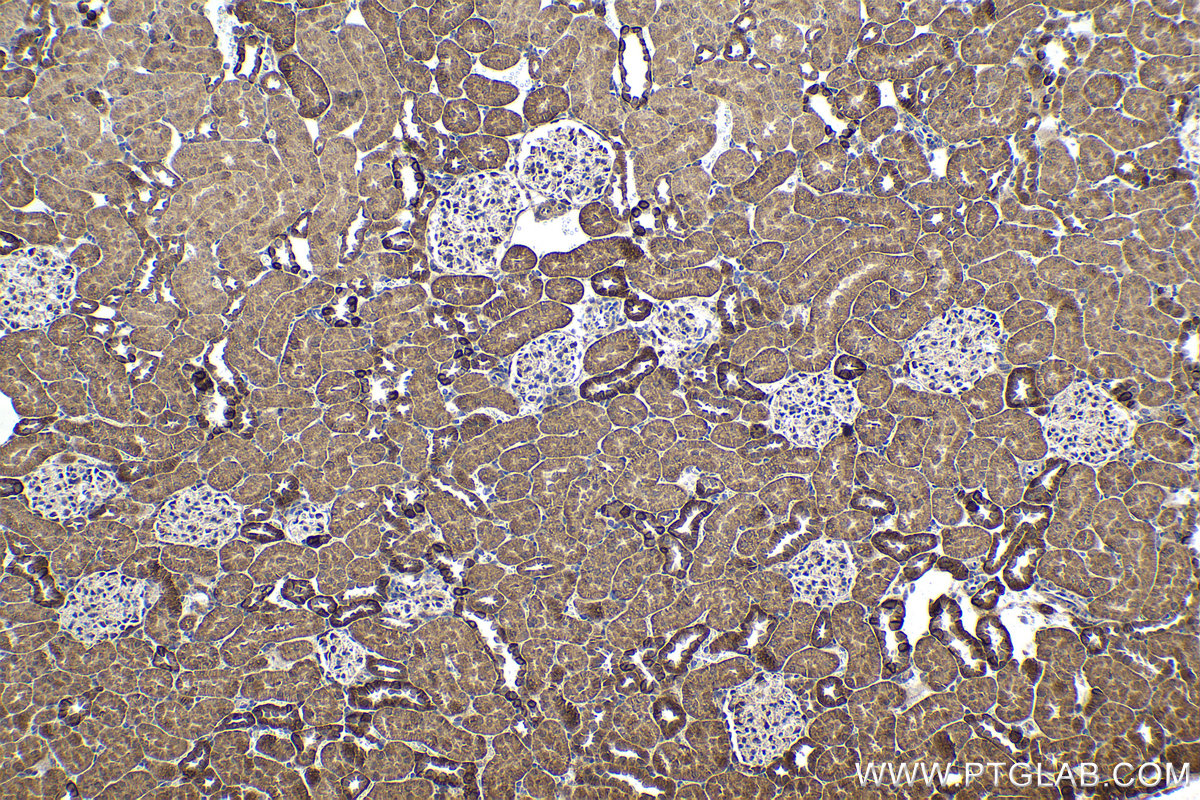 Immunohistochemical analysis of paraffin-embedded rat kidney tissue slide using KHC1664 (RELB IHC Kit).