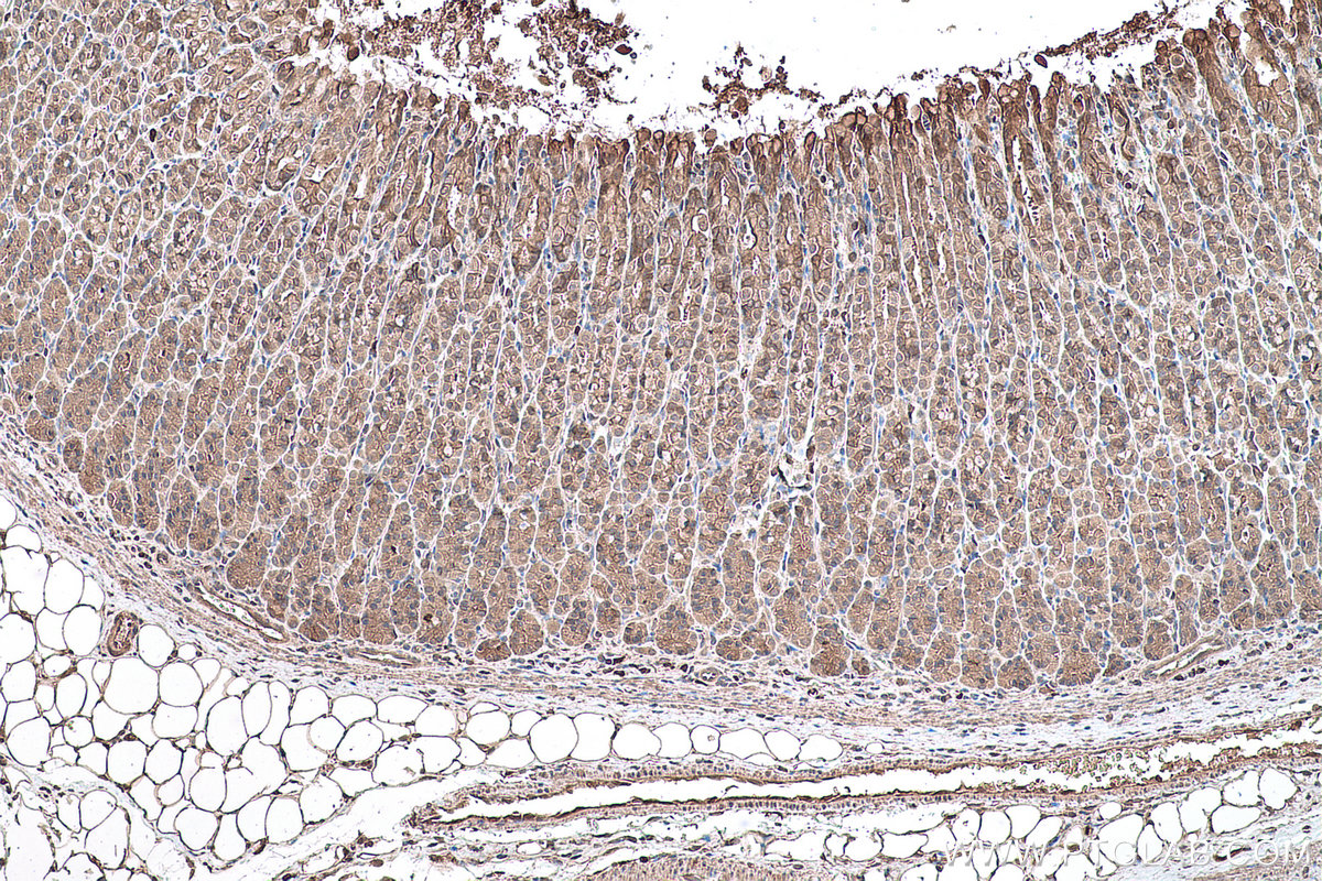 Immunohistochemical analysis of paraffin-embedded rat stomach tissue slide using KHC0638 (RHOA IHC Kit).