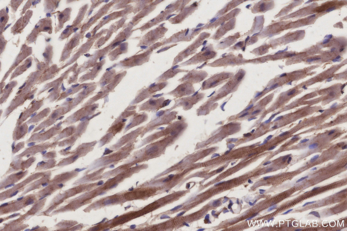 Immunohistochemical analysis of paraffin-embedded mouse heart tissue slide using KHC2937 (RIC8A IHC Kit).