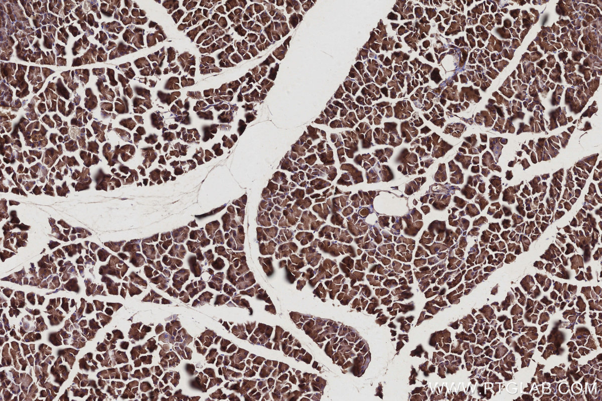 Immunohistochemical analysis of paraffin-embedded mouse pancreas tissue slide using KHC2937 (RIC8A IHC Kit).