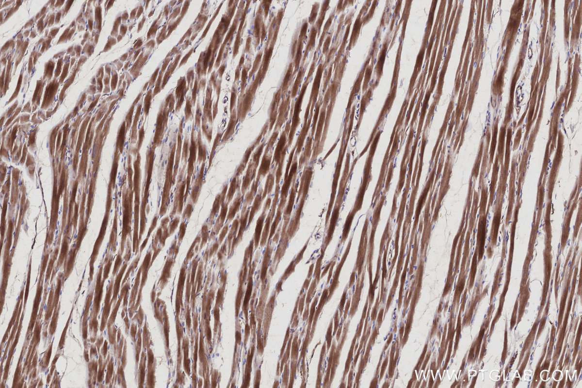 Immunohistochemical analysis of paraffin-embedded rat heart tissue slide using KHC2937 (RIC8A IHC Kit).