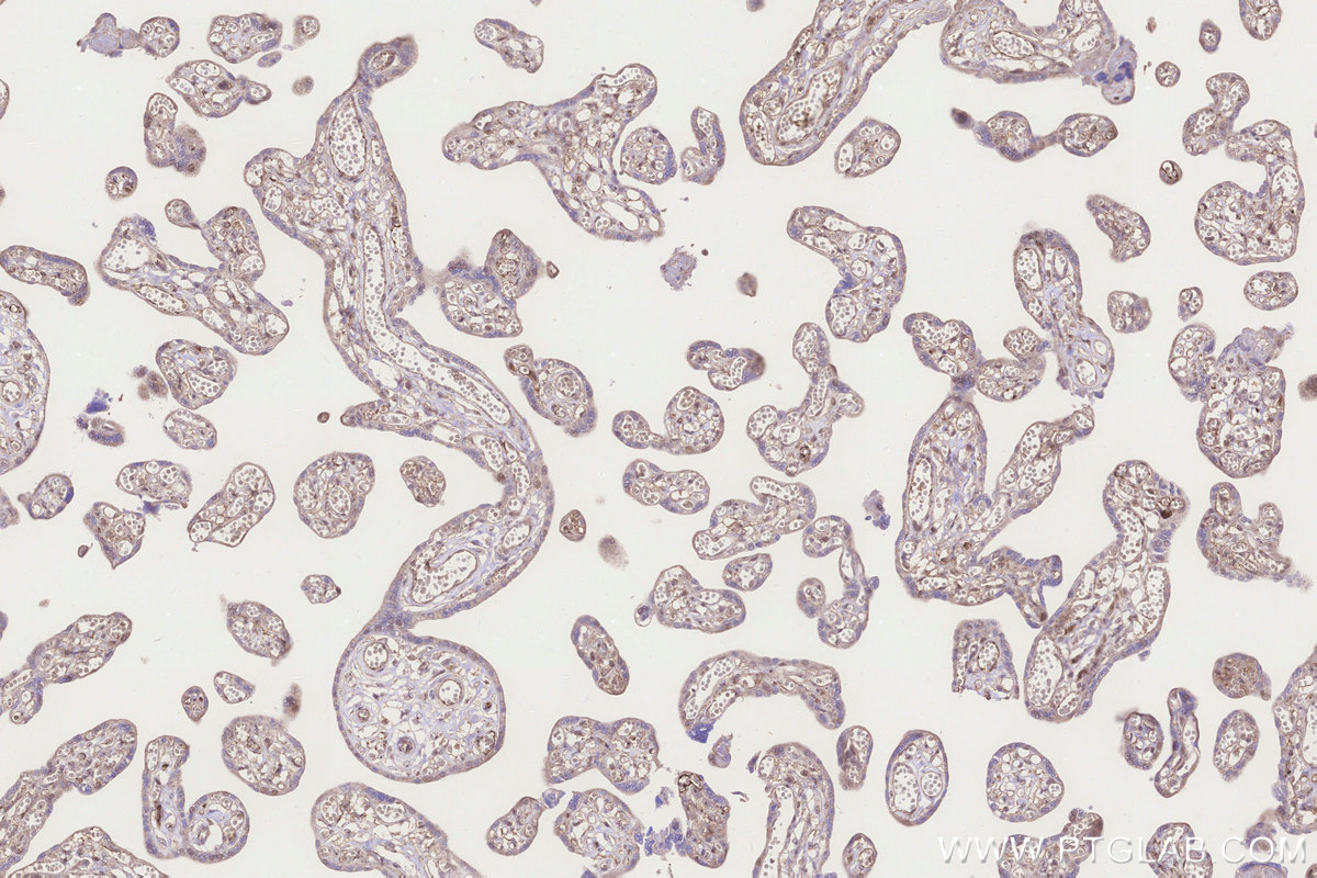 Immunohistochemical analysis of paraffin-embedded human placenta tissue slide using KHC3278 (RNF144B/IBRDC2 IHC Kit).