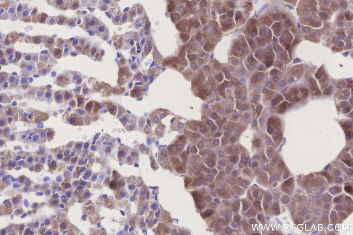 Immunohistochemical analysis of paraffin-embedded rat adrenal gland tissue slide using KHC3278 (RNF144B/IBRDC2 IHC Kit).