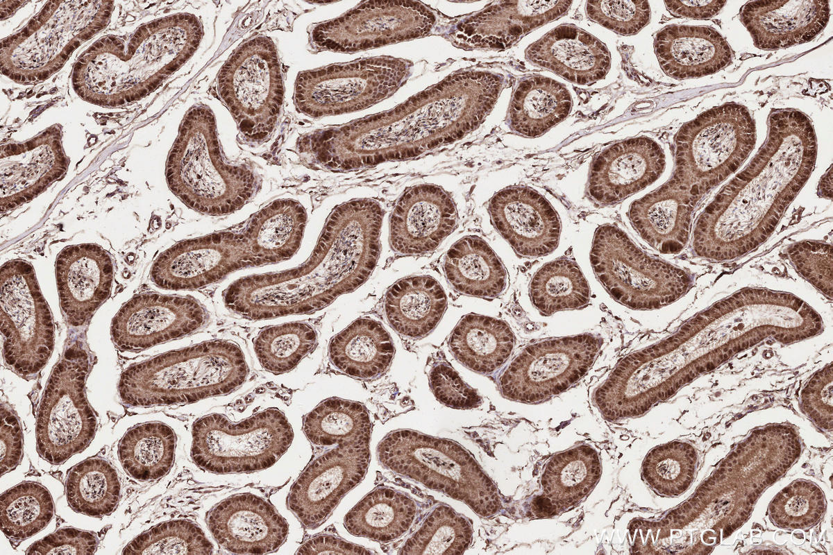 Immunohistochemical analysis of paraffin-embedded mouse epididymis tissue slide using KHC2565 (RNF219 IHC Kit).