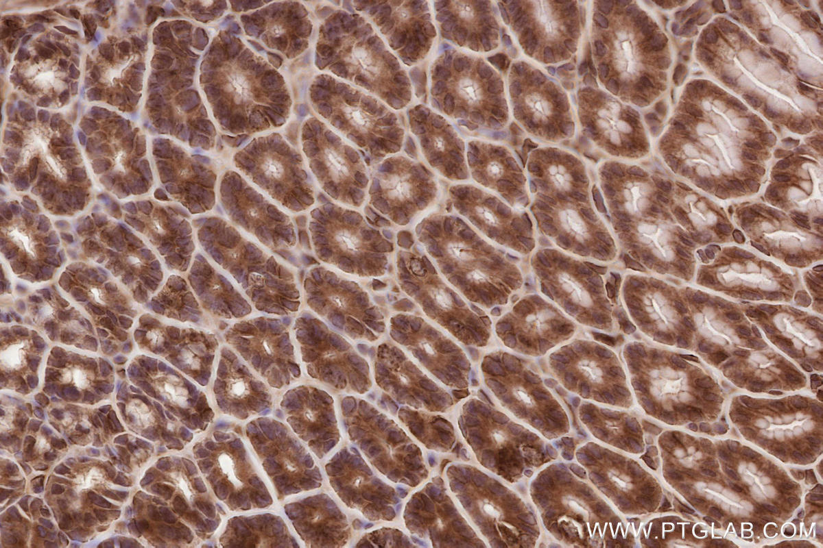 Immunohistochemical analysis of paraffin-embedded mouse stomach tissue slide using KHC2565 (RNF219 IHC Kit).