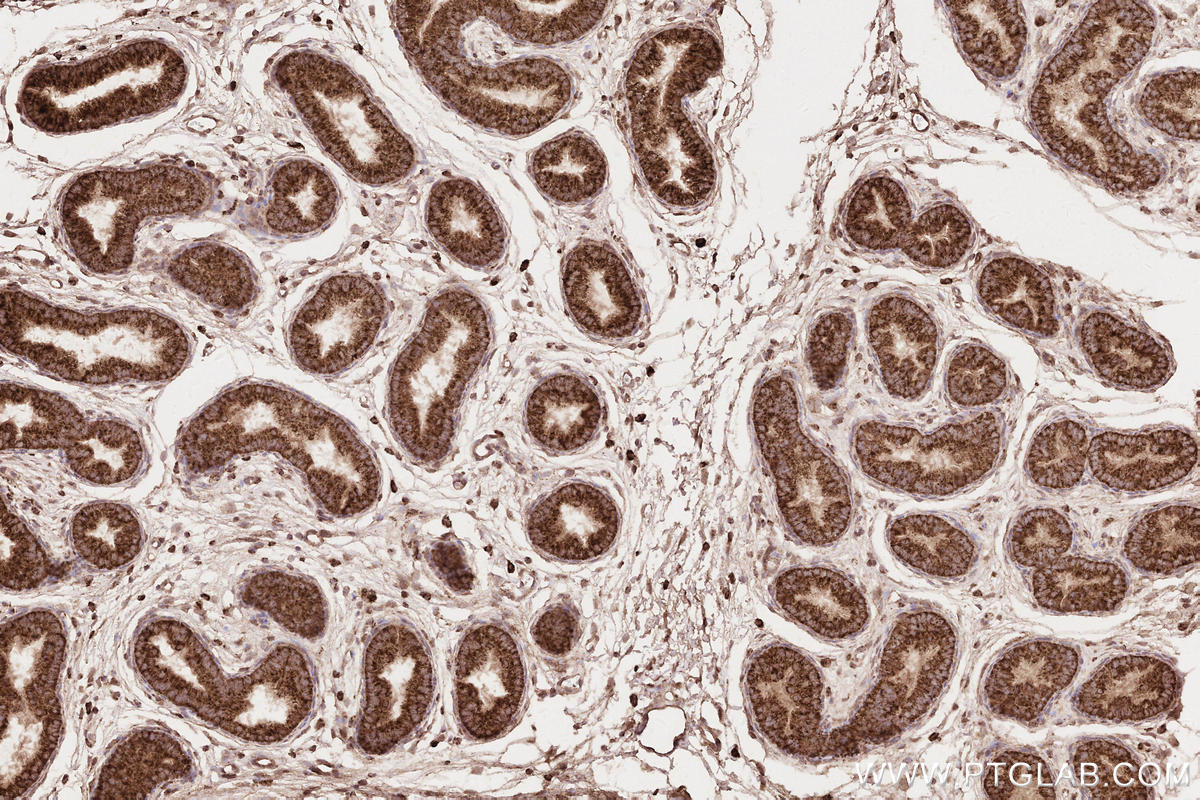 Immunohistochemical analysis of paraffin-embedded rat epididymis tissue slide using KHC2565 (RNF219 IHC Kit).