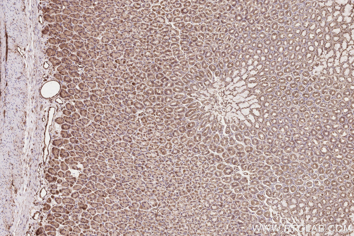 Immunohistochemical analysis of paraffin-embedded rat stomach tissue slide using KHC2565 (RNF219 IHC Kit).