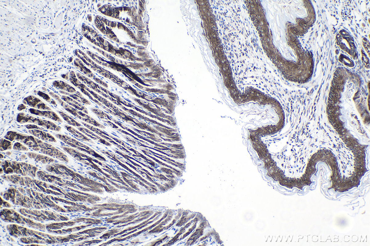 Immunohistochemical analysis of paraffin-embedded mouse stomach tissue slide using KHC1372 (RPL14 IHC Kit).