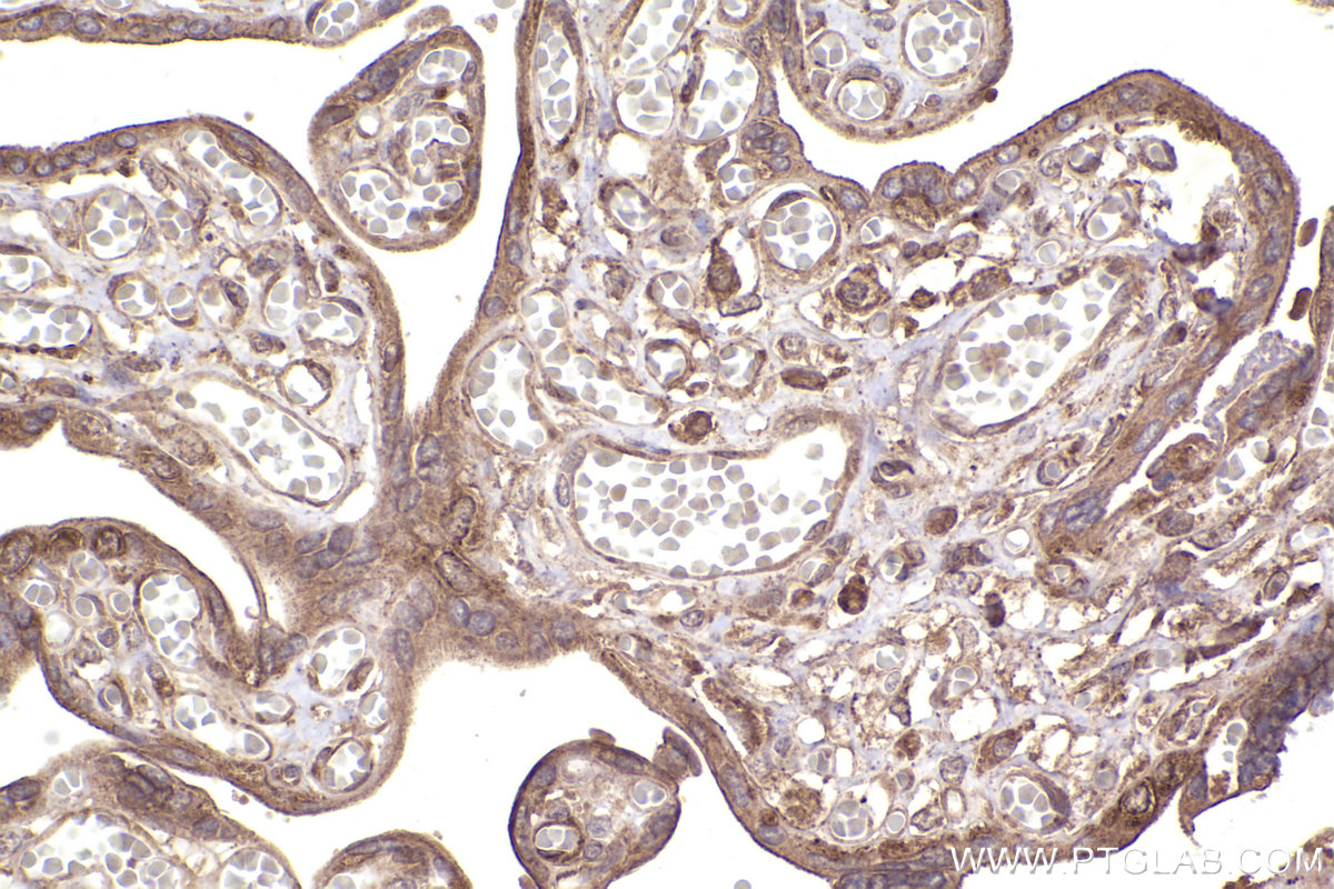 Immunohistochemical analysis of paraffin-embedded human placenta tissue slide using KHC2374 (RPL19 IHC Kit).